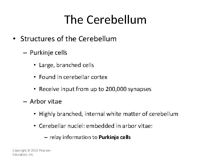 The Cerebellum • Structures of the Cerebellum – Purkinje cells • Large, branched cells