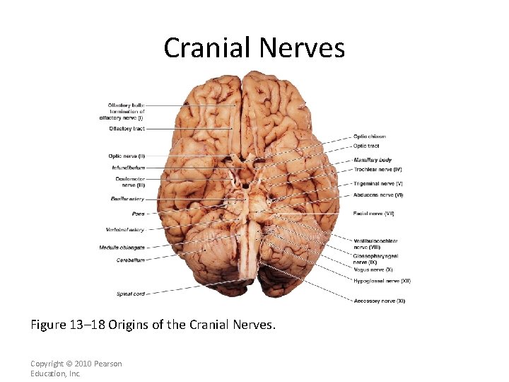 Cranial Nerves Figure 13– 18 Origins of the Cranial Nerves. Copyright © 2010 Pearson