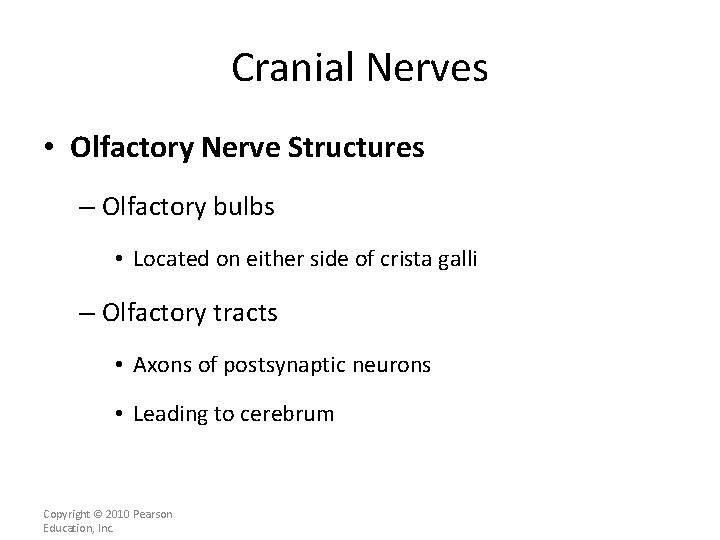 Cranial Nerves • Olfactory Nerve Structures – Olfactory bulbs • Located on either side