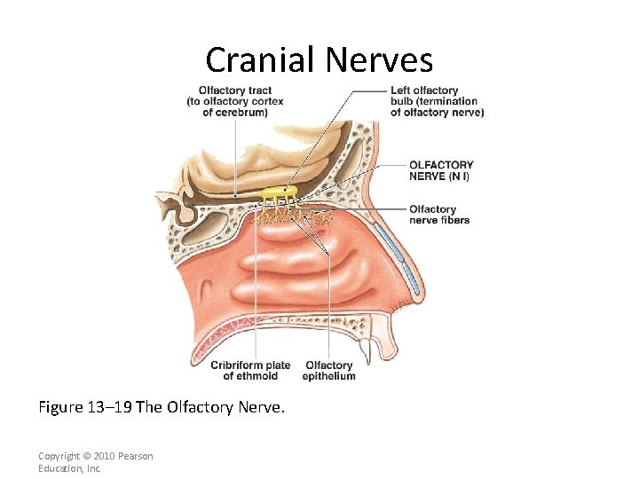 Cranial Nerves Figure 13– 19 The Olfactory Nerve. Copyright © 2010 Pearson Education, Inc.