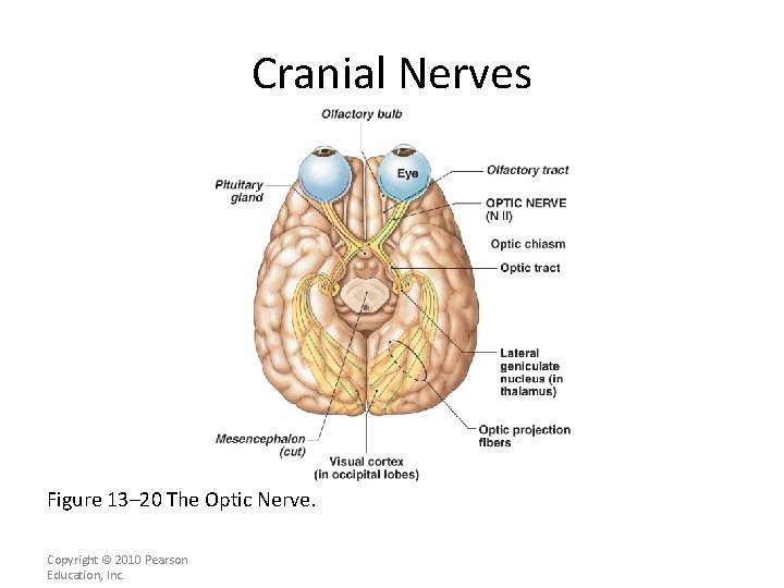 Cranial Nerves Figure 13– 20 The Optic Nerve. Copyright © 2010 Pearson Education, Inc.