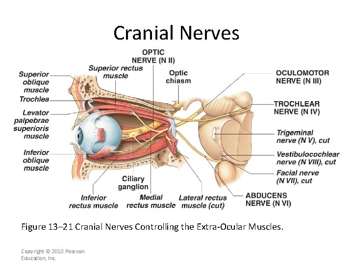 Cranial Nerves Figure 13– 21 Cranial Nerves Controlling the Extra-Ocular Muscles. Copyright © 2010