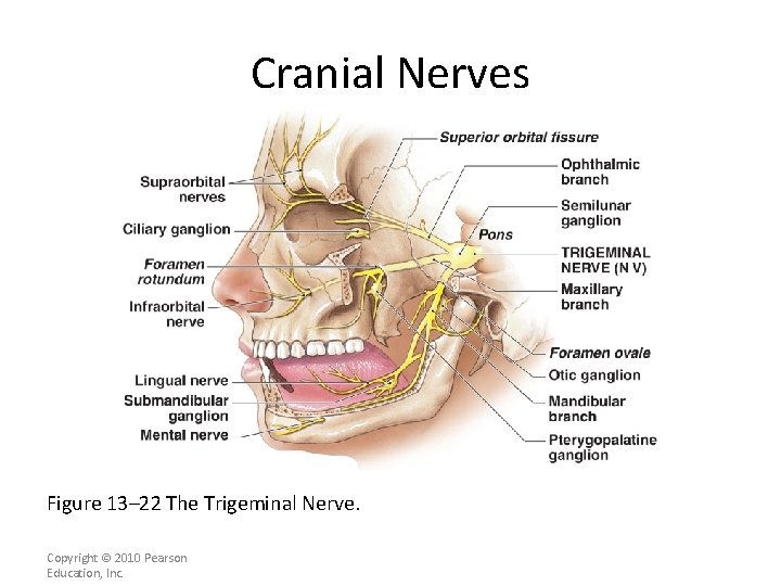 Cranial Nerves Figure 13– 22 The Trigeminal Nerve. Copyright © 2010 Pearson Education, Inc.