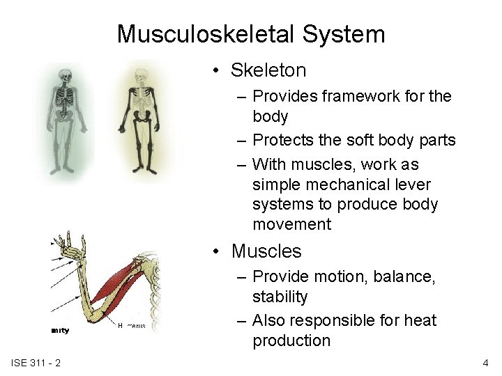Musculoskeletal System • Skeleton – Provides framework for the body – Protects the soft Musculoskeletal System • Skeleton – Provides framework for the body – Protects the soft