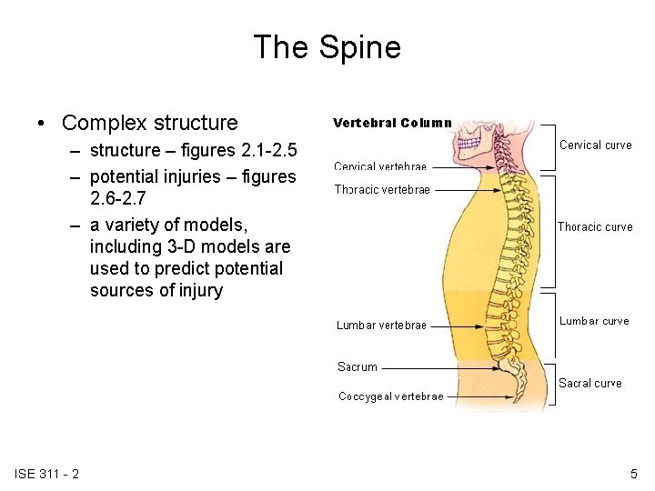 The Spine • Complex structure – figures 2. 1 -2. 5 – potential injuries The Spine • Complex structure – figures 2. 1 -2. 5 – potential injuries
