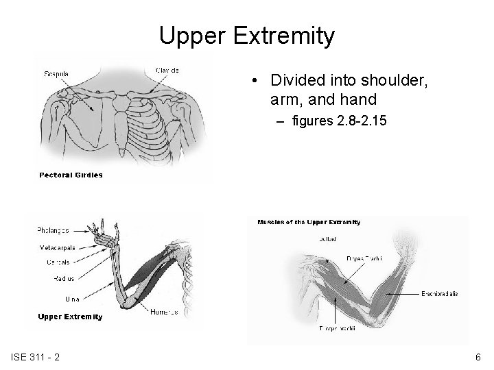 Upper Extremity • Divided into shoulder, arm, and hand – figures 2. 8 -2. Upper Extremity • Divided into shoulder, arm, and hand – figures 2. 8 -2.