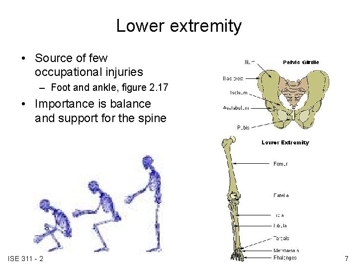 Lower extremity • Source of few occupational injuries – Foot and ankle, figure 2. Lower extremity • Source of few occupational injuries – Foot and ankle, figure 2.