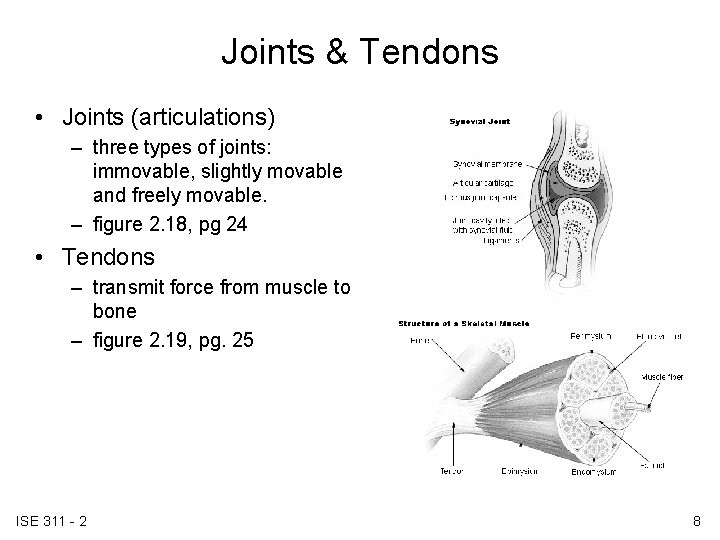 Joints & Tendons • Joints (articulations) – three types of joints: immovable, slightly movable Joints & Tendons • Joints (articulations) – three types of joints: immovable, slightly movable