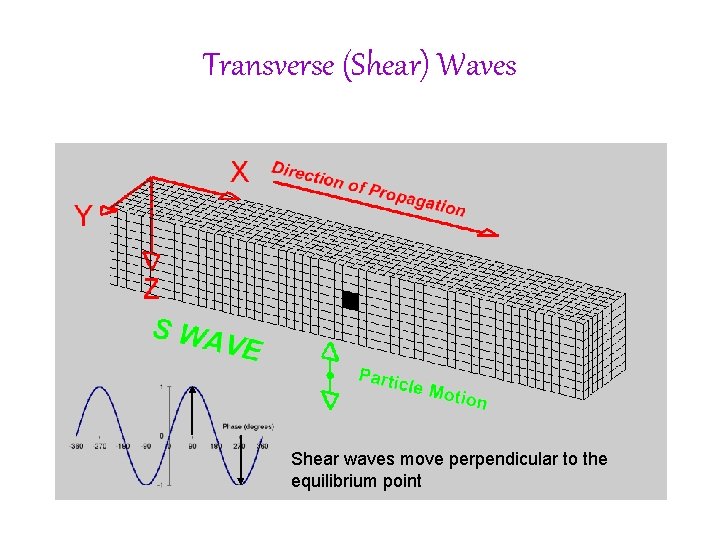 Transverse (Shear) Waves Shear waves move perpendicular to the equilibrium point 