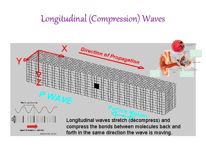 Longitudinal (Compression) Waves Longitudinal waves stretch (decompress) and compress the bonds between molecules back