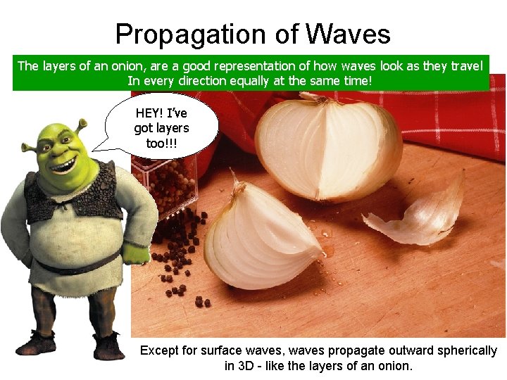 Propagation of Waves The layers of an onion, are a good representation of how
