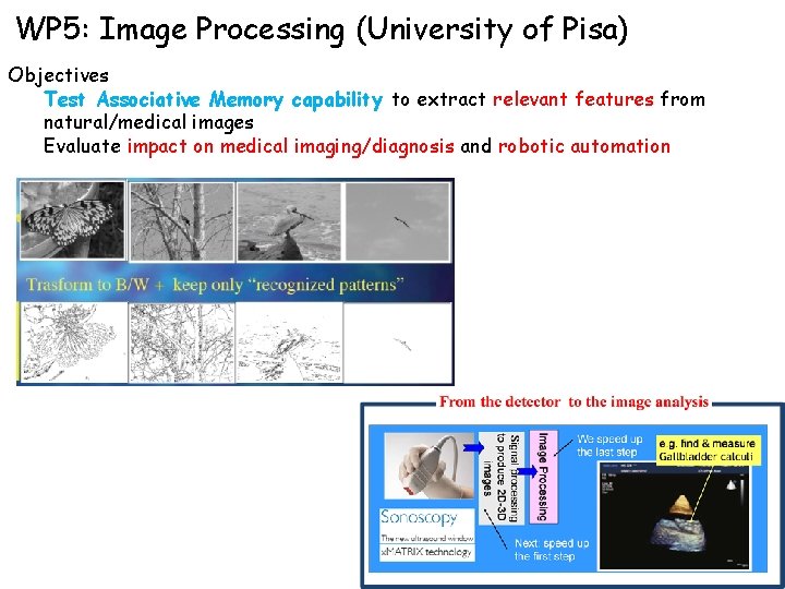 WP 5: Image Processing (University of Pisa) Objectives Test Associative Memory capability to extract