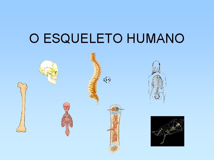 O ESQUELETO HUMANO 