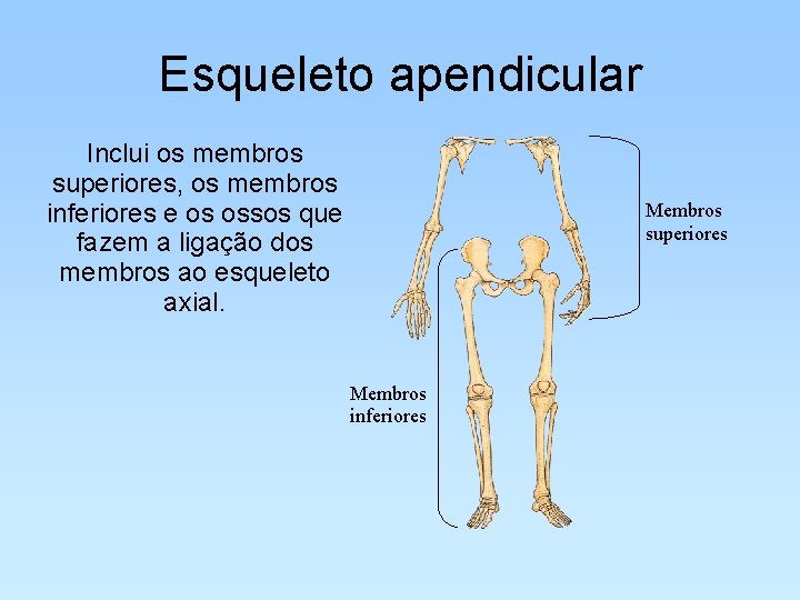 Esqueleto apendicular Inclui os membros superiores, os membros inferiores e os ossos que fazem