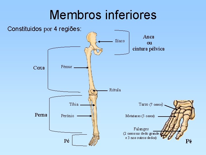 Membros inferiores Constituidos por 4 regiões: Ilíaco Coxa Anca ou cintura pélvica Fémur Rótula