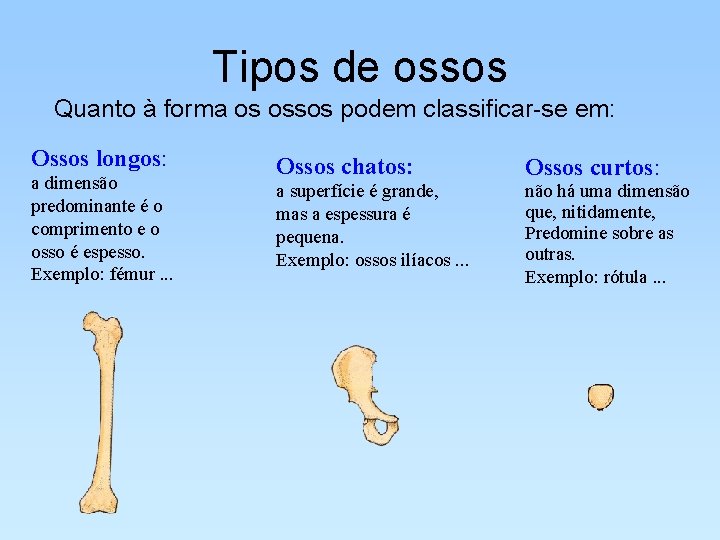 Tipos de ossos Quanto à forma os ossos podem classificar-se em: Ossos longos: a