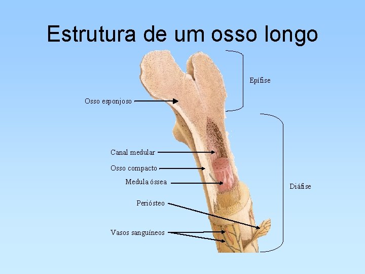 Estrutura de um osso longo Epífise Osso esponjoso Canal medular Osso compacto Medula óssea