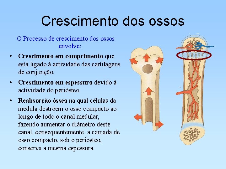 Crescimento dos ossos O Processo de crescimento dos ossos envolve: • Crescimento em comprimento