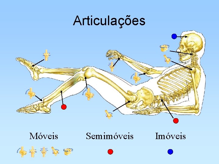 Articulações Móveis Semimóveis Imóveis 