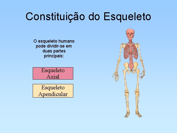 Constituição do Esqueleto O esqueleto humano pode dividir-se em duas partes principais: Esqueleto Axial