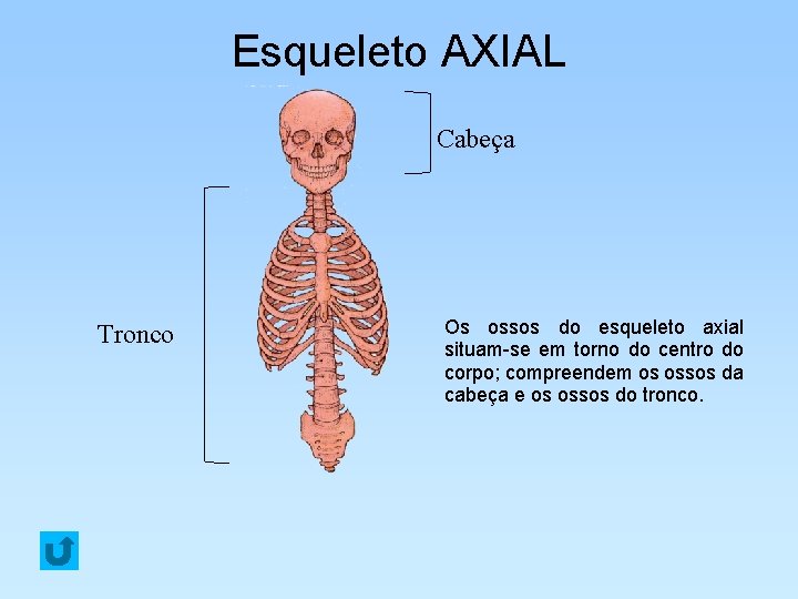 Esqueleto AXIAL Cabeça Tronco Os ossos do esqueleto axial situam-se em torno do centro