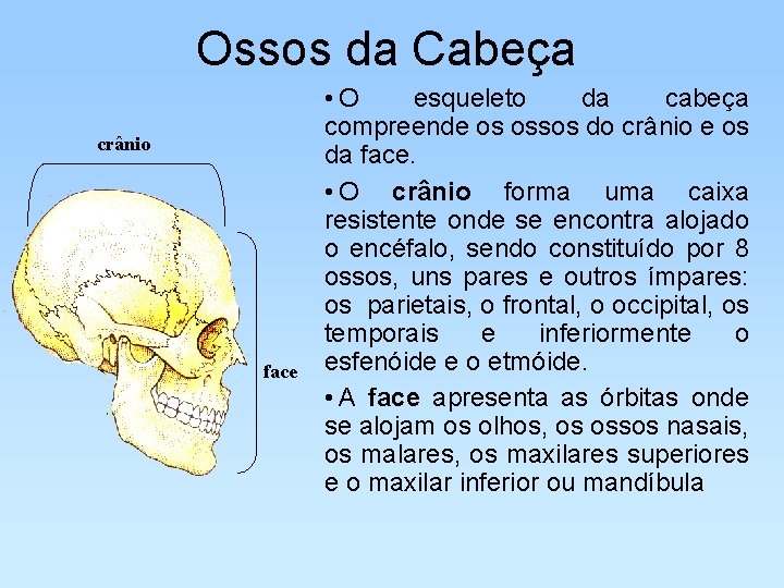 Ossos da Cabeça crânio face • O esqueleto da cabeça compreende os ossos do