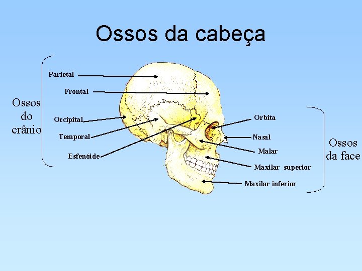 Ossos da cabeça Parietal Frontal Ossos do crânio Occipital Temporal Esfenóide Orbita Nasal Malar