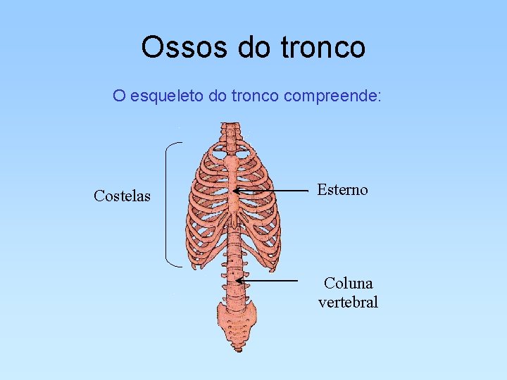 Ossos do tronco O esqueleto do tronco compreende: Costelas Esterno Coluna vertebral 