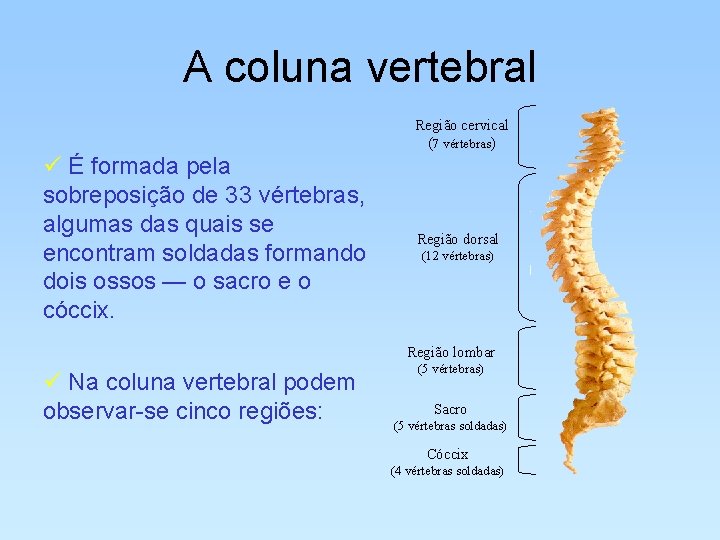 A coluna vertebral Região cervical (7 vértebras) ü É formada pela sobreposição de 33