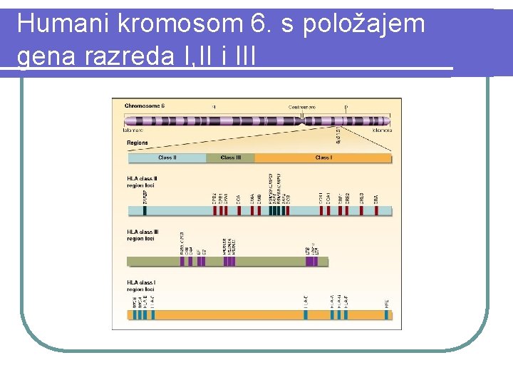 Humani kromosom 6. s položajem gena razreda I, II i III 