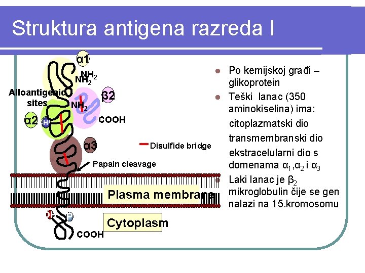 Struktura antigena razreda I α 1 Po kemijskoj građi – glikoprotein Alloantigenic β 2