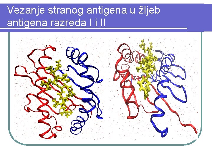 Vezanje stranog antigena u žljeb antigena razreda I i II 