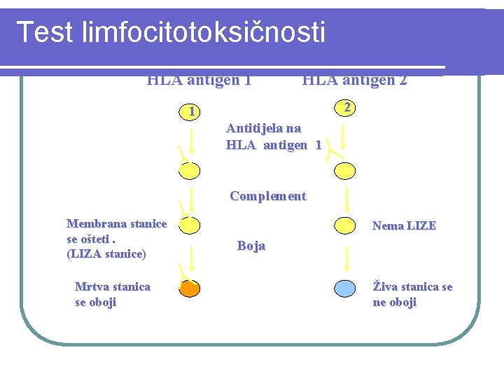 Test limfocitotoksičnosti HLA antigen 1 HLA antigen 2 2 1 Antitijela na HLA antigen