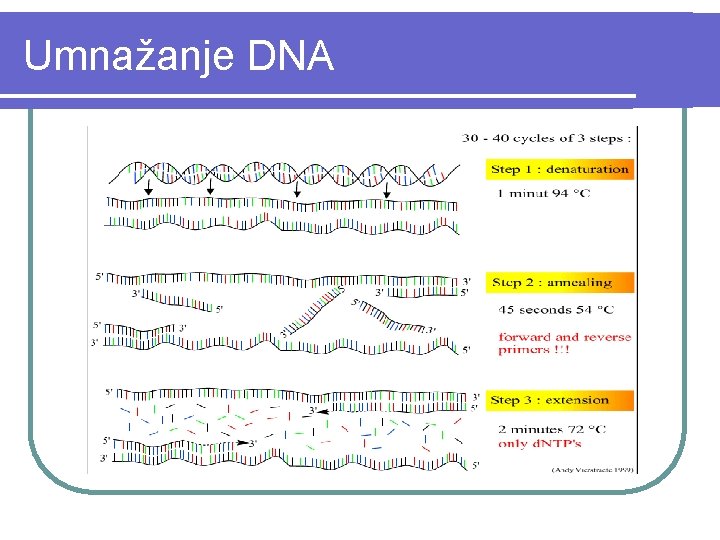 Umnažanje DNA 