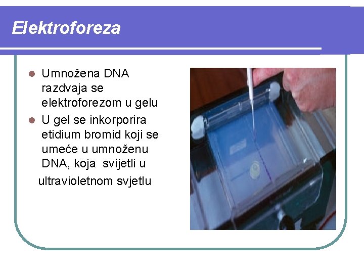 Elektroforeza Umnožena DNA razdvaja se elektroforezom u gelu l U gel se inkorporira etidium