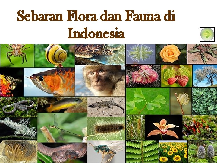 Sebaran Flora dan Fauna di Indonesia 