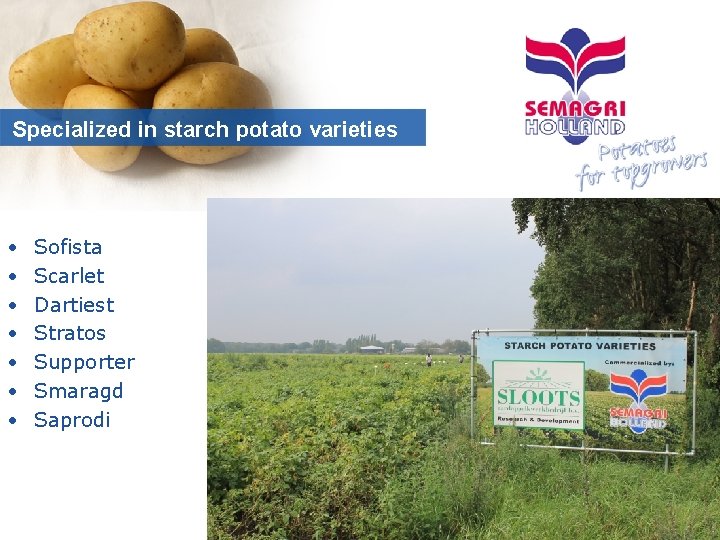 Specialized in starch potato varieties • • Sofista Scarlet Dartiest Stratos Supporter Smaragd Saprodi