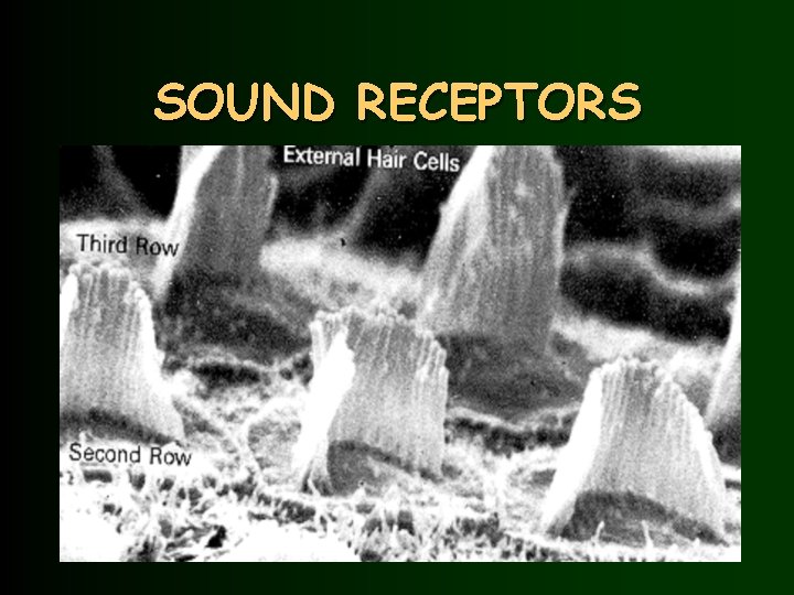 SOUND RECEPTORS 