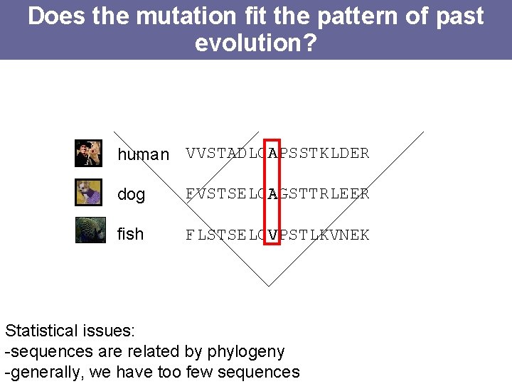 Does the mutation fit the pattern of past evolution? A human VVSTADLCAPSSTKLDER dog FVSTSELCAGSTTRLEER