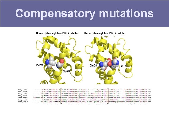 Compensatory mutations 