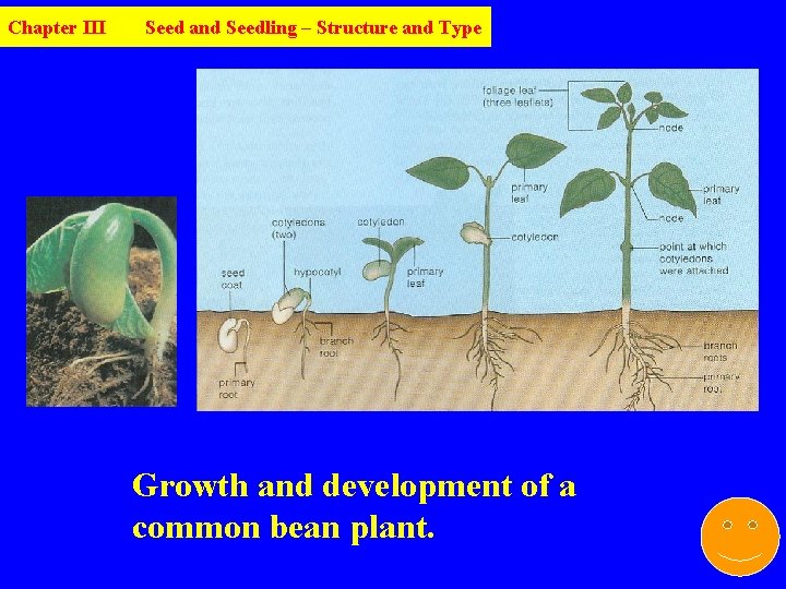 Chapter III Seed and Seedling – Structure and Type Growth and development of a