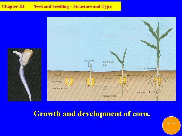 Chapter III Seed and Seedling – Structure and Type Growth and development of corn.