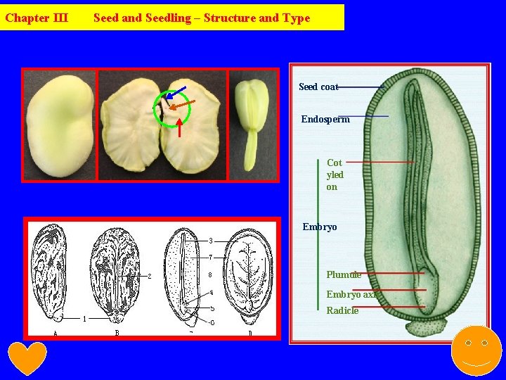 Chapter III Seed and Seedling – Structure and Type Seed coat Endosperm Cot yled