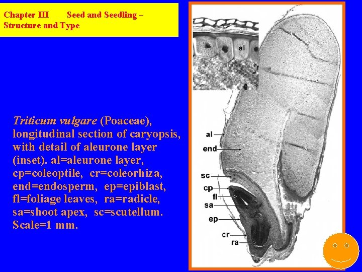 Chapter III Seed and Seedling – Structure and Type Triticum vulgare (Poaceae), longitudinal section