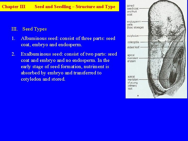 Chapter III Seed and Seedling – Structure and Type III. Seed Types 1. Albuminous