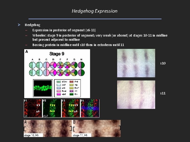 Hedgehog Expression Ø Hedgehog – Expression in posterior of segment (s 6 -11) –