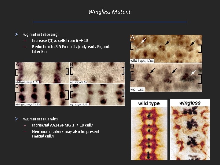 Wingless Mutant Ø wg mutant (Bossing) – Increase l(1)sc cells from 6 → 10