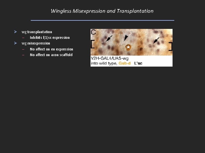 Wingless Misexpression and Transplantation Ø Ø wg transplantation – Inhibits l(1)sc expression wg misexpression