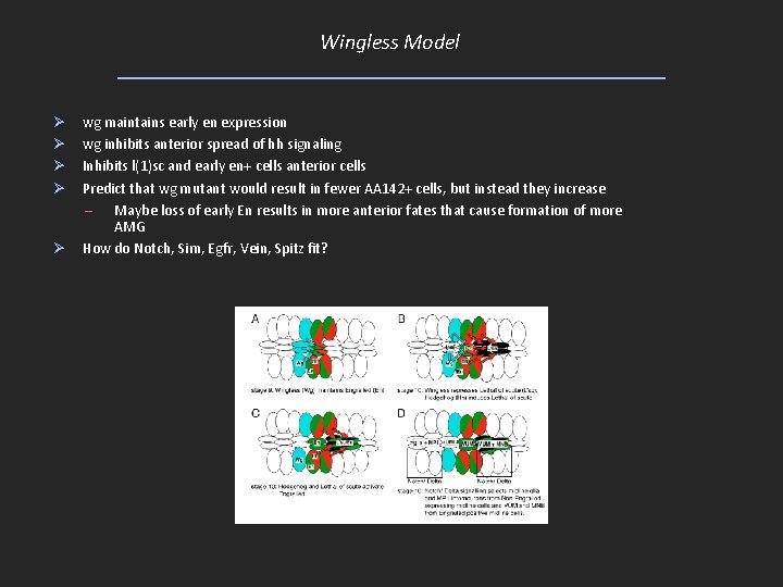 Wingless Model Ø Ø Ø wg maintains early en expression wg inhibits anterior spread