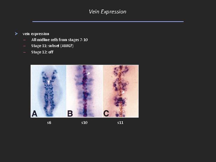 Vein Expression Ø vein expression – All midline cells from stages 7 -10 –